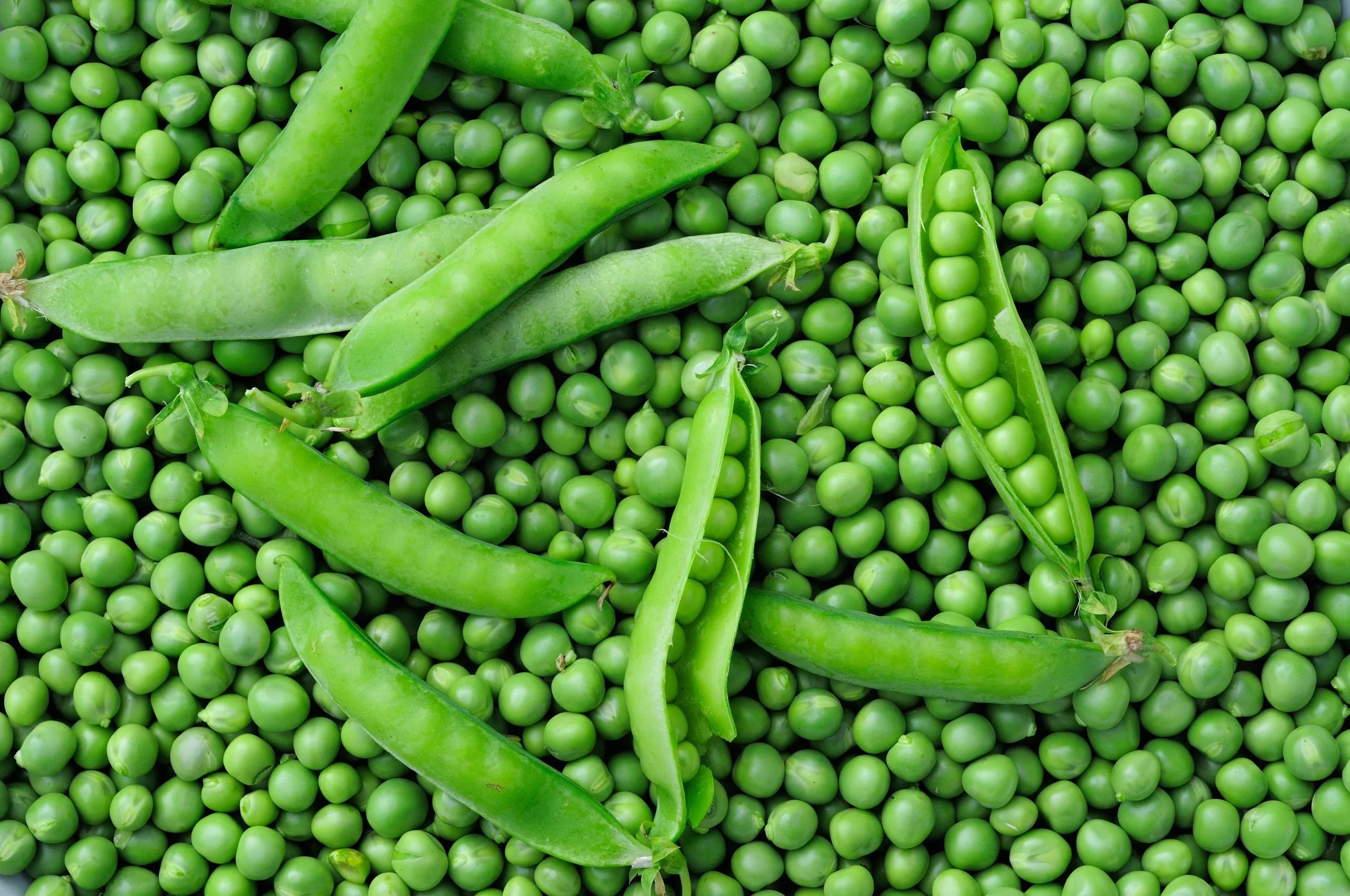 peas-scaled